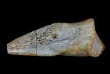 Struthiomimus Foot Claw - Aguja Formation, Texas #76746-3
